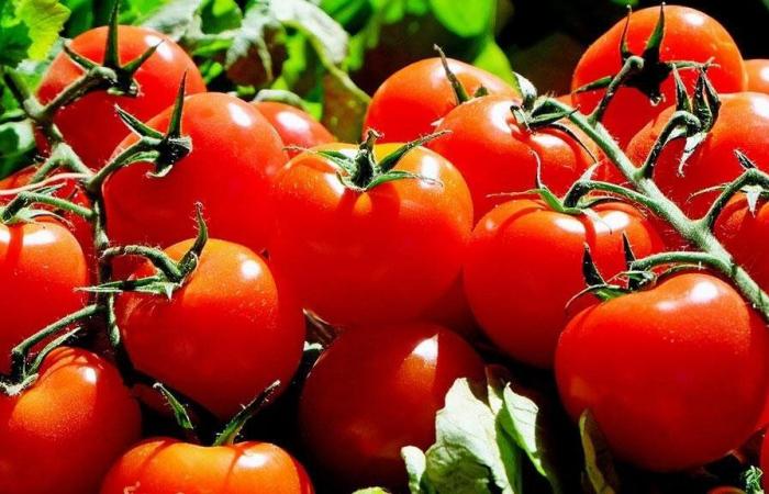 سرّ الطماطم ينكشف.. فوائد مذهلة وتحذير صحي مهم!