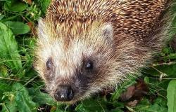 لحماية القنافذ...هذا ما تقوم به ألمانيا!