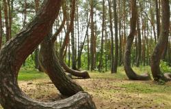 غابة بولندا الملتوية.. 400 شجرة تحوّلت إلى لغز طبيعي (صور)