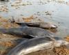 فيديو.. انجراف عشرات الدلافين النافقة على شواطئ غانا