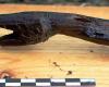 إكتشاف عصا ثعبان عمرها 4400 عام