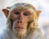 بالفيروس "القردي".. الصين تسجل أول وفاة بشرية