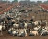 السعودية تحظر بعض واردات اللحوم من البرازيل بسبب جنون البقر