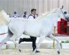 منافسات مثيرة في بطولة الإمارات لجمال الخيول