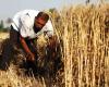 مصر تلجأ لـ سيتي جروب للتحوط من ارتفاع القمح عالميا