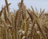 الجزائر تشتري 600 ألف طن من القمح في مناقصة