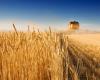 مفاجأة للوزراء: منشأة تتسع لـ400 ألف طن من القمح!