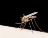 الملاريا... اليكم أبرز العوارض وكيفية معالجتها